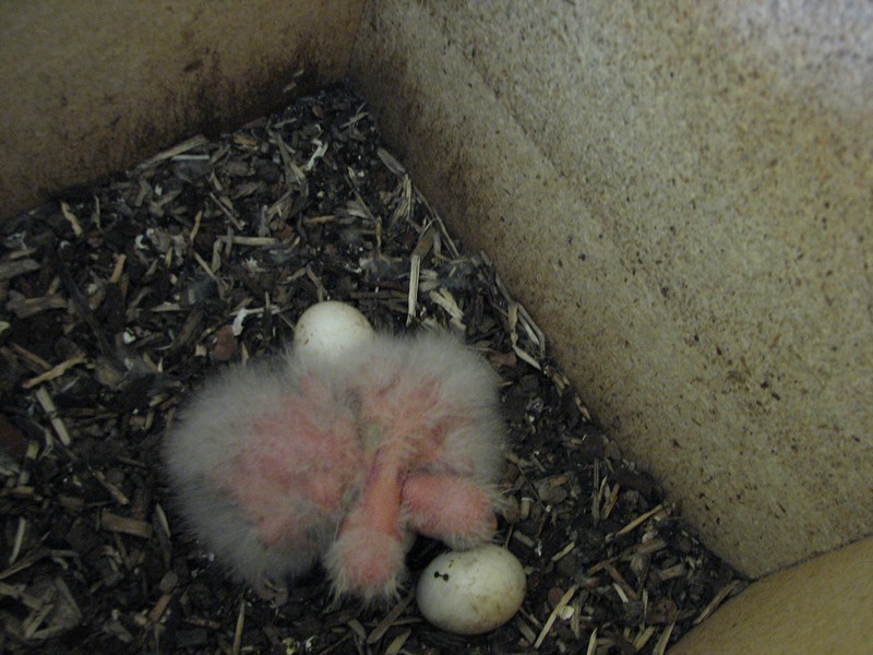 EASTERN ROSELLA CHICKS DAY 7